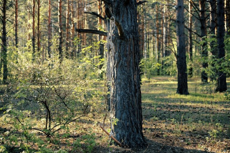 Historia PZŁ – powstanie Polskiego Związku Łowieckiego i wpływ na łódzkie lasy